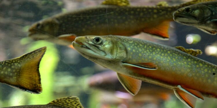 Marine heatwaves trigger shift in hatch dates and early growth of Pacific cod