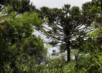 More than 80% of endemic tree species in the Atlantic rainforest are at risk of extinction, study finds
