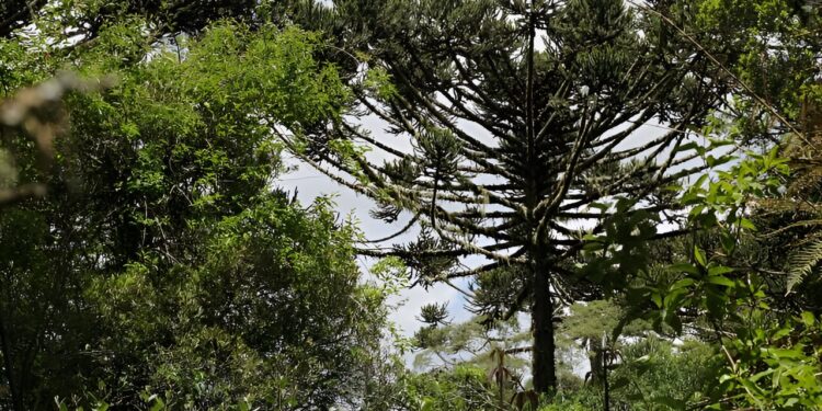 More than 80% of endemic tree species in the Atlantic rainforest are at risk of extinction, study finds