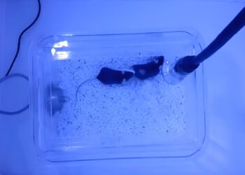 Mouse social calls and distress calls are linked to different neurons, new research finds