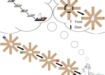 Neuroscientists discover that animals replay accidentally encoded episodic memories