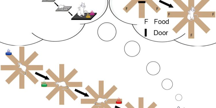 Neuroscientists discover that animals replay accidentally encoded episodic memories