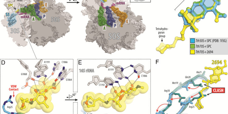 New approach can combat antibiotic resistance in Mycobacterium abscessus