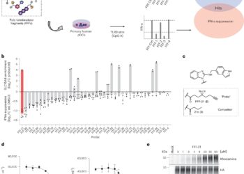 New compound targeting the immune system shows promise in treating lupus