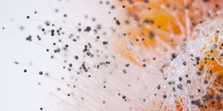 New estimate doubles probable deaths from fungal diseases worldwide