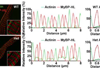 New protein interactions could serve as a biomarker for heart disease