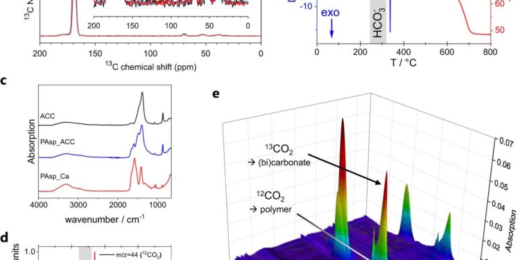 New research deciphers the mechanism of biomineralization