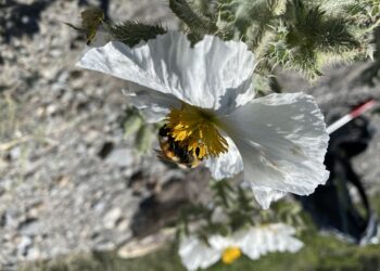 New research findings could help improve pollinator health and resilience