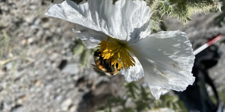 New research findings could help improve pollinator health and resilience
