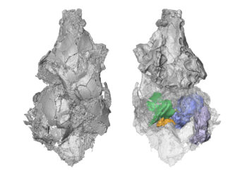 New research sheds light on old fossil and solves evolutionary mystery