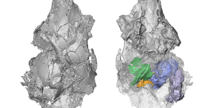 New research sheds light on old fossil and solves evolutionary mystery