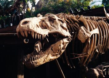 New research shows ‘juvenile’ T. rex fossils are a distinct species of small tyrannosaur