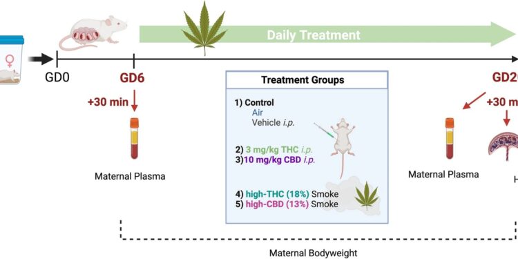 New smoke exposure model could help more accurately determine effects of cannabis on users