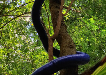 New snake-like robot 3D prints its own body to lie down