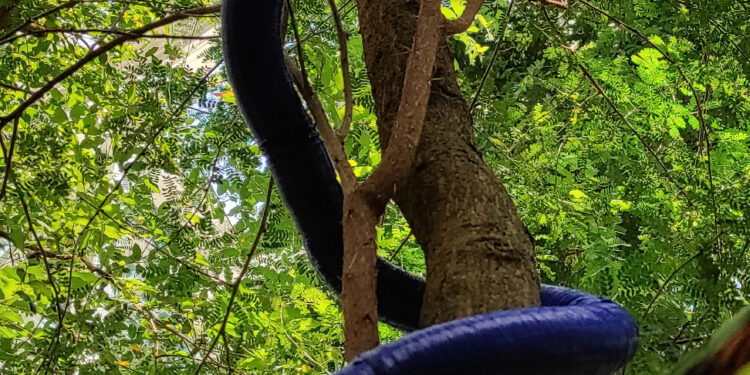 New snake-like robot 3D prints its own body to lie down