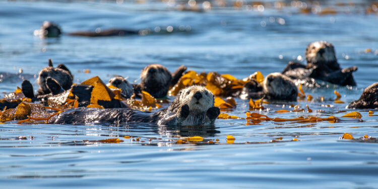 New study shows sea otters helped prevent widespread decline of California’s kelp forests over the past century