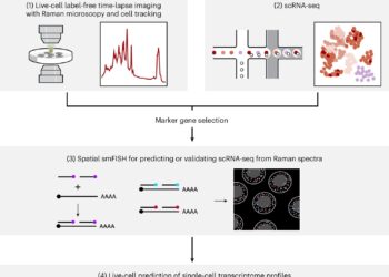 Non-invasive technique reveals how cells’ gene expression changes over time