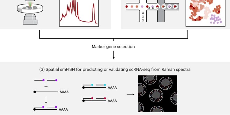 Non-invasive technique reveals how cells’ gene expression changes over time