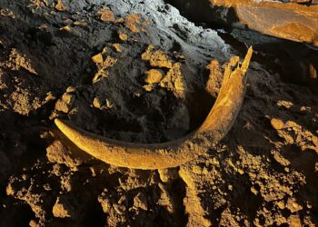 North Dakota coal miners unearth mammoth tusk buried for thousands of years