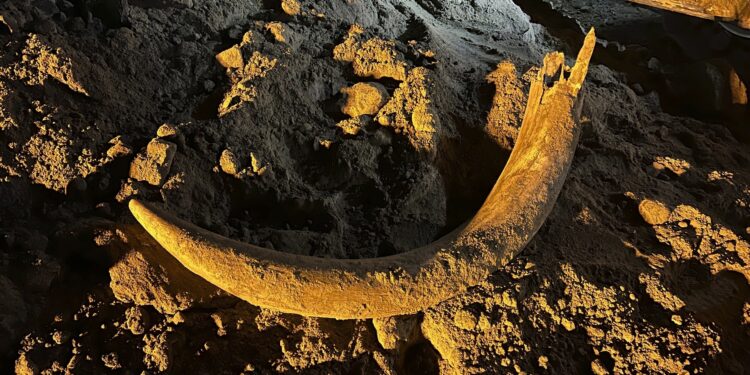 North Dakota coal miners unearth mammoth tusk buried for thousands of years
