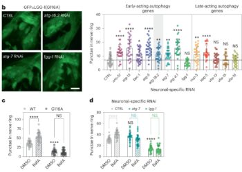 Novel roles for autophagy genes in cellular waste management and aging