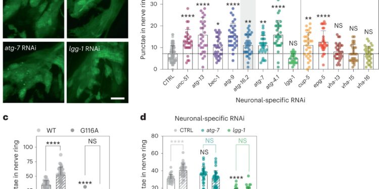 Novel roles for autophagy genes in cellular waste management and aging