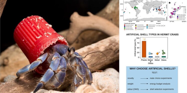 On tropical coasts, hermit crabs now make their home in plastic waste