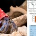 On tropical coasts, hermit crabs now make their home in plastic waste