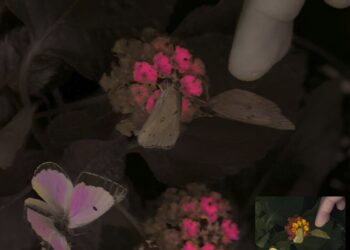 Open source camera and software system captures animal video with over 90% accuracy