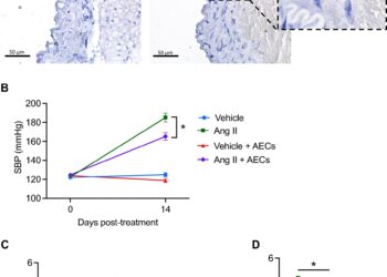 Placenta cells may lower blood pressure