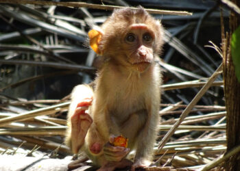 Plantations endanger baby primates, study finds