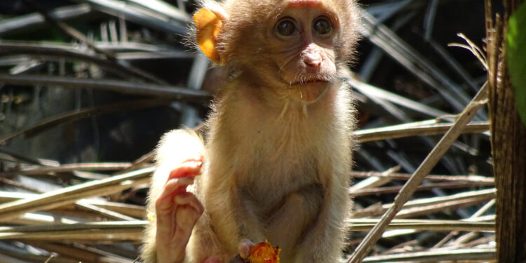 Plantations endanger baby primates, study finds