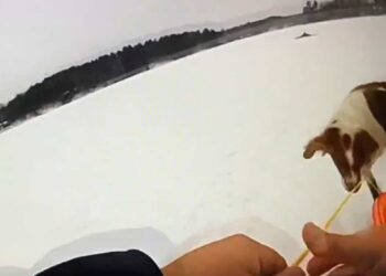 Policeman rescues man from icy waters with the help of his dog