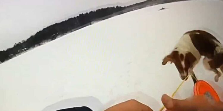 Policeman rescues man from icy waters with the help of his dog