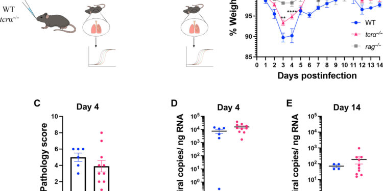 Research finds mice without immune cells show no symptoms of SARS-CoV-2