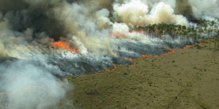 Research helps California forest managers assess smoke risks from prescribed burns