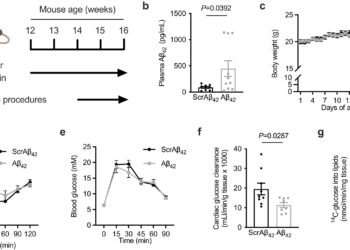 Research reveals new hope for obesity-induced heart disease