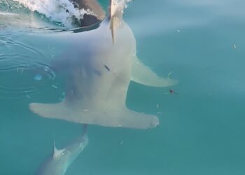 Research reveals why more hooked tarpon are eaten