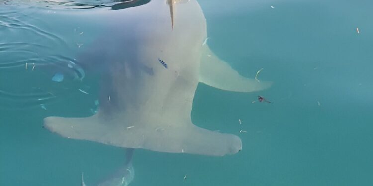 Research reveals why more hooked tarpon are eaten