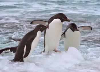 Research shows Adélie penguins must balance the benefits and costs of navigating sea ice during long-distance migrations