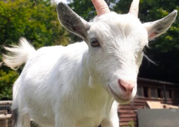 Research shows goats can tell if you’re happy or angry by your voice alone