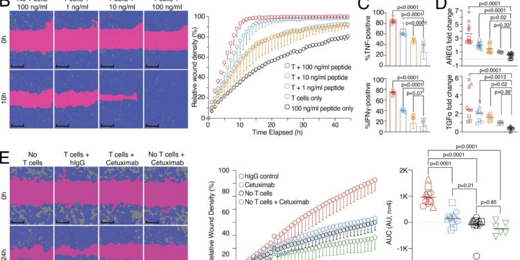 Research shows killer T cells can promote tissue regeneration