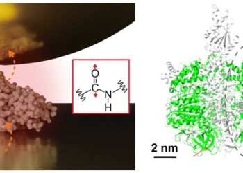 Research team reports observing vibrational spectra of a single protein using infrared nanospectroscopy