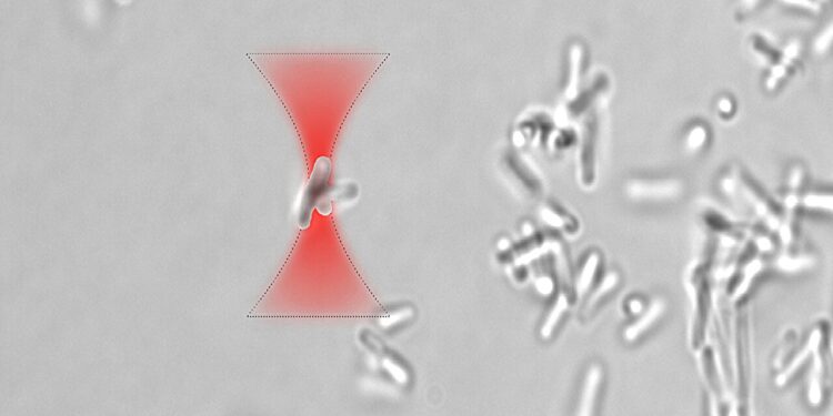 Researchers control biofilm formation using optical traps