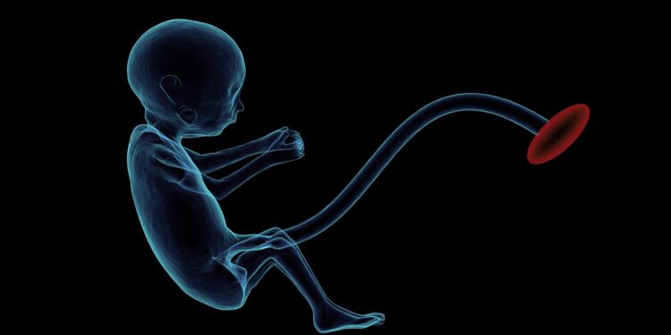 Researchers create single-cell atlas of the placenta during full-term labor