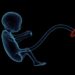 Researchers create single-cell atlas of the placenta during full-term labor