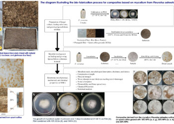 Researchers develop eco-friendly material from mushrooms, coffee grounds and natural pineapple fibers