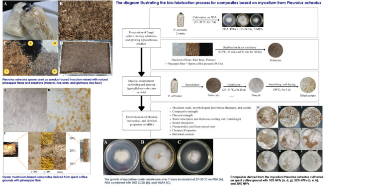 Researchers develop eco-friendly material from mushrooms, coffee grounds and natural pineapple fibers