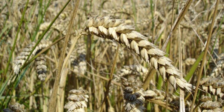 Researchers discover an ecological alternative to fungicide