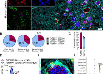 Researchers discover potential non-opioid treatment for chronic pain